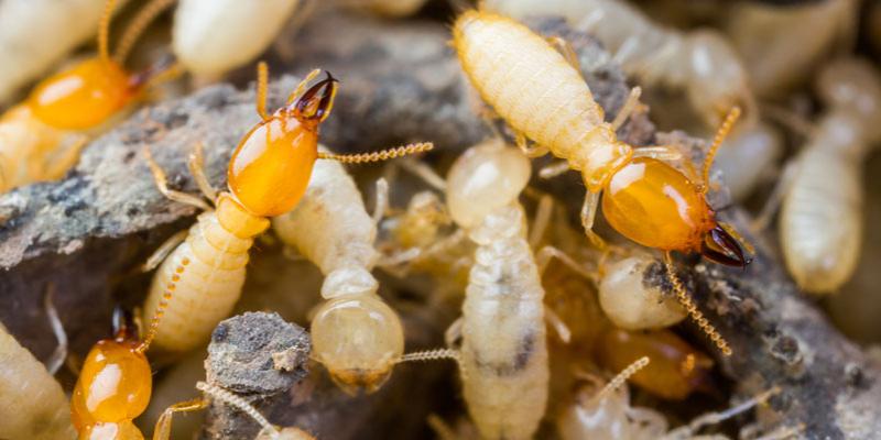 Combatting Creepy Crawlers – Professional Pest Control Tailored to Needs